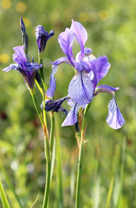 perfect Iris Flower