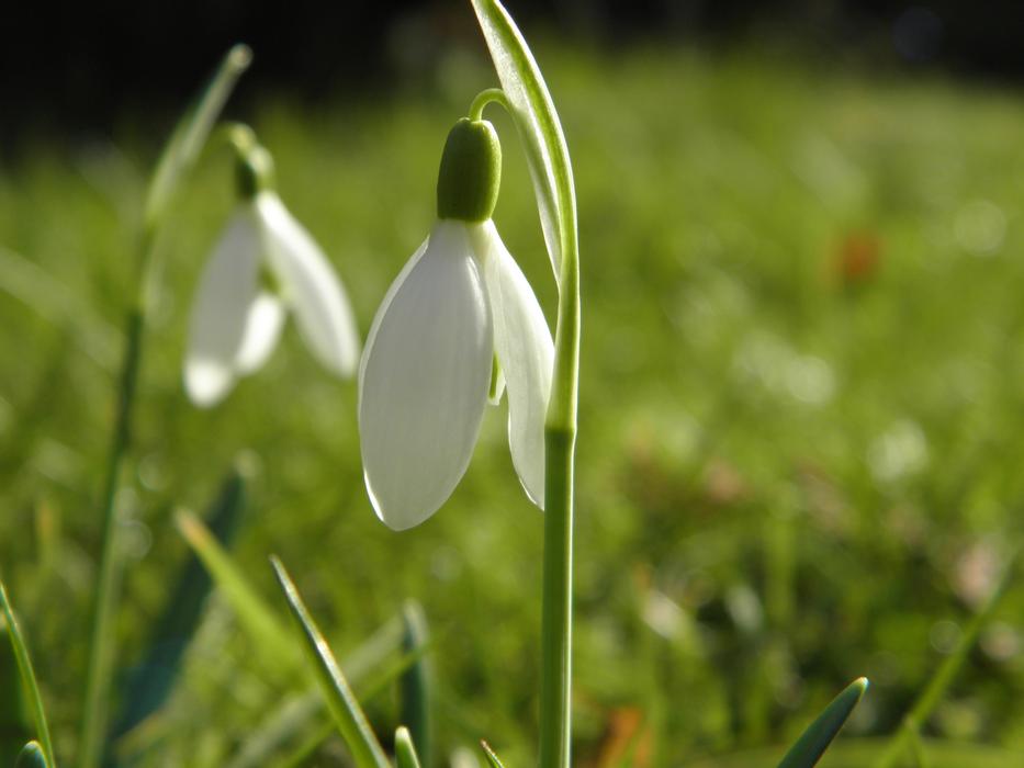 perfect Snowdrop Spring