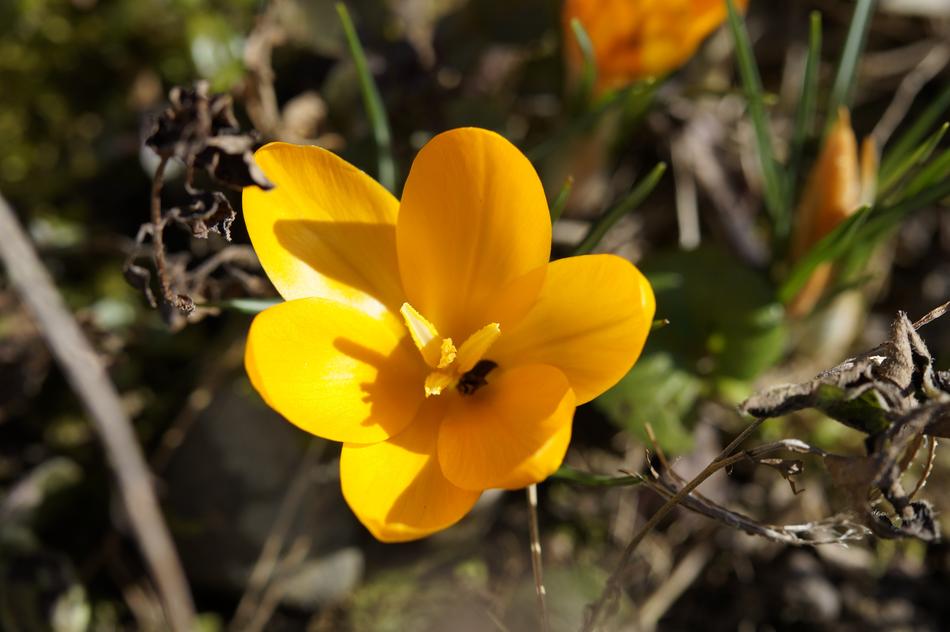 goodly Crocus Spring Harbinger flower