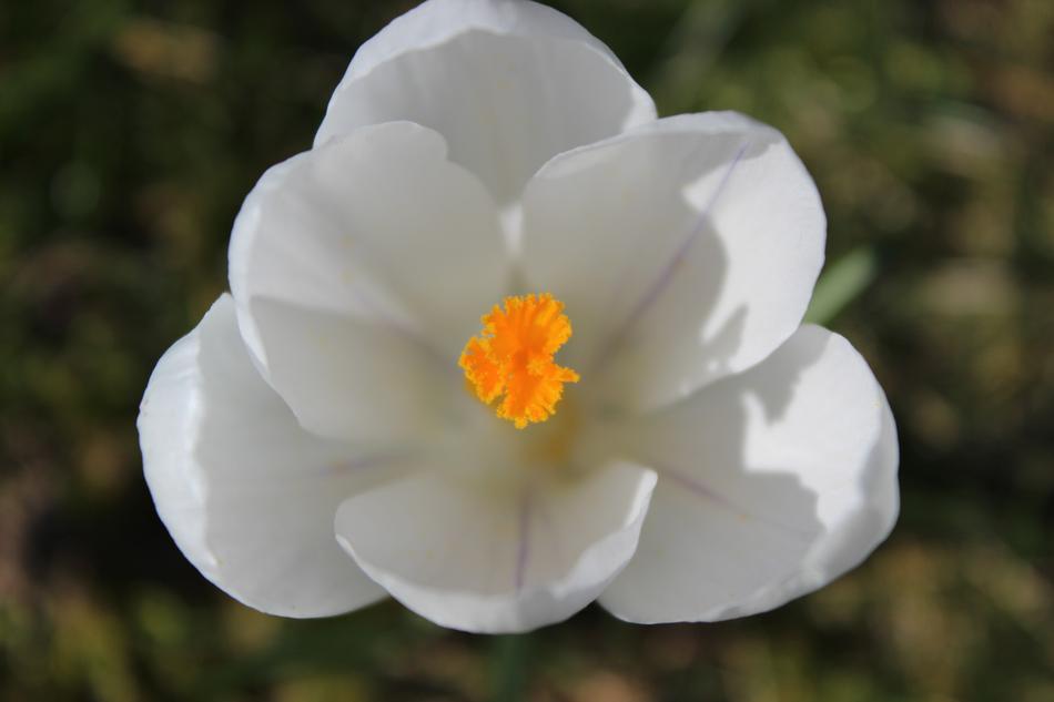 perfect Crocus Spring