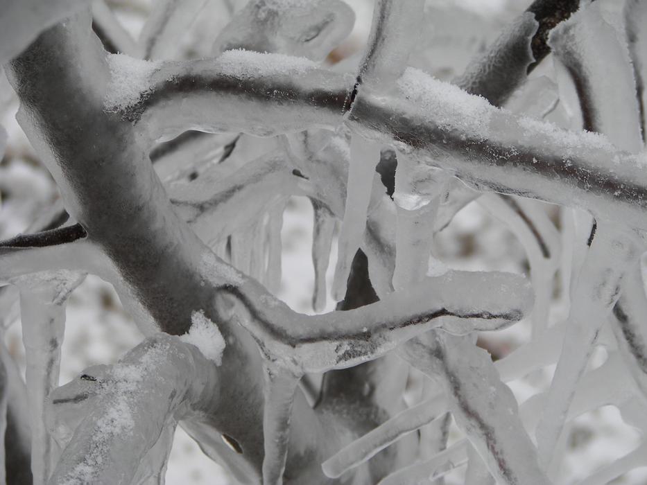 Frozen Ice Storm Branches