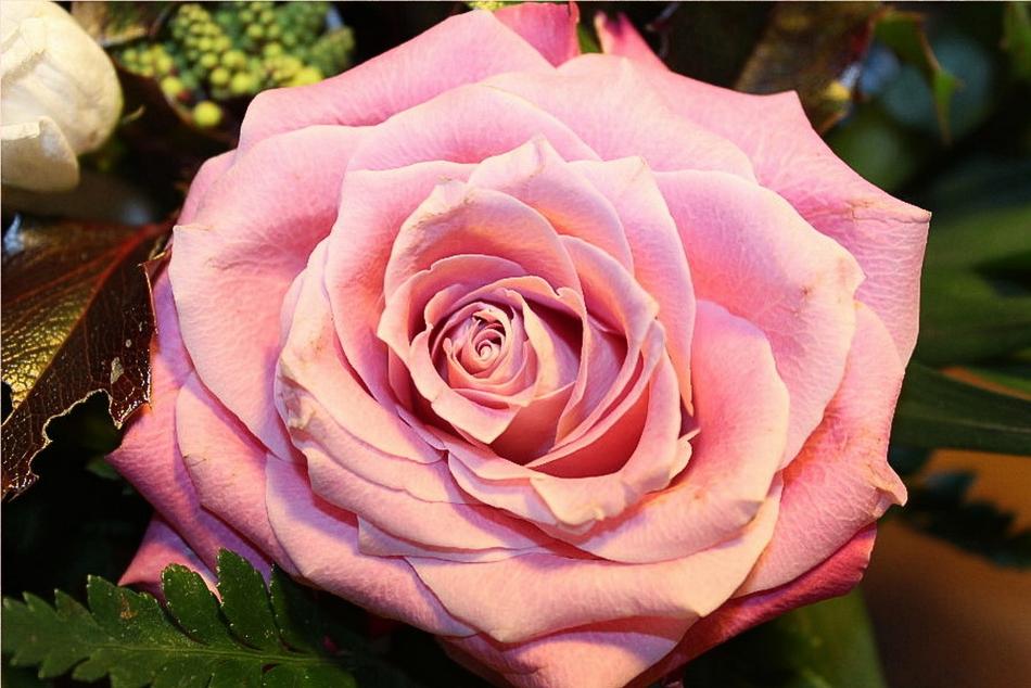 impressively beautiful Roses pink Blossom