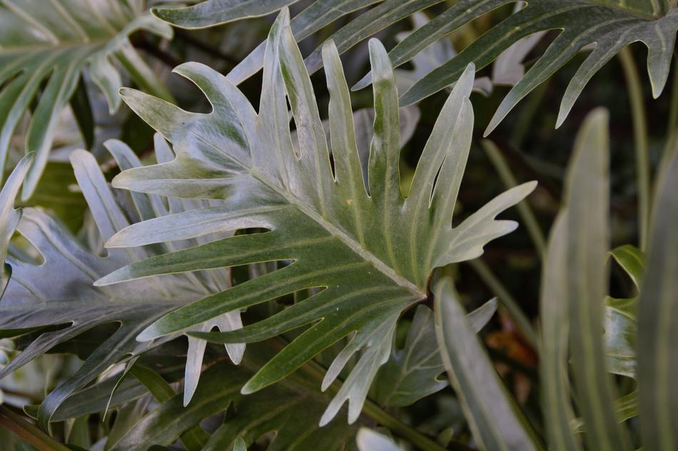 Philodendron Large Leaves Leaf