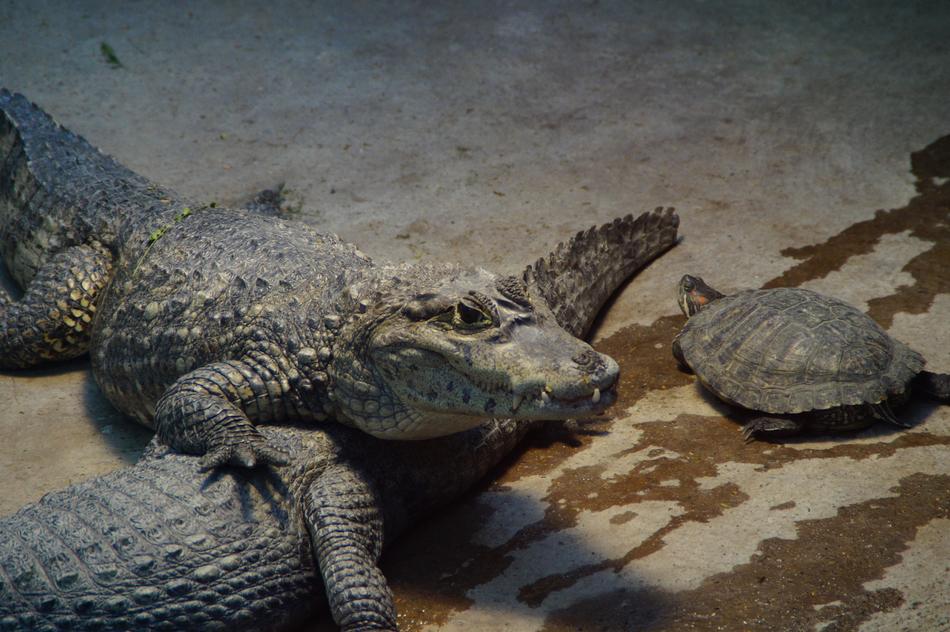 Crocodile Alligator Turtle