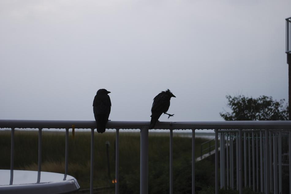 Raven Wet Rain