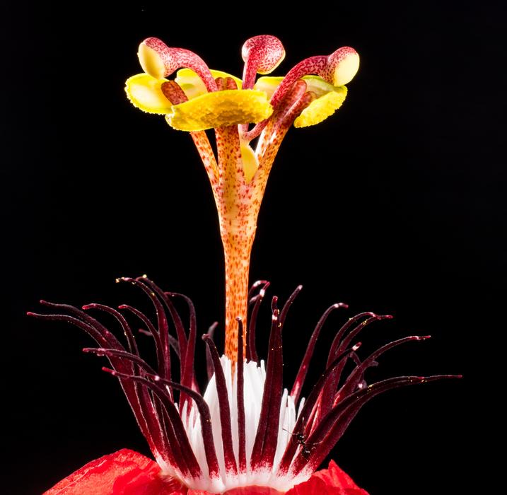 perfect Passion Flower