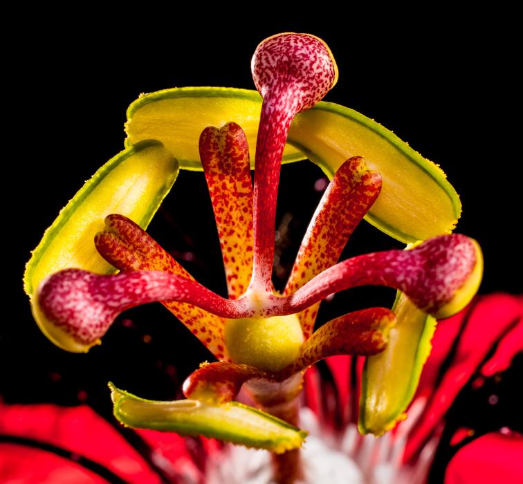 Passion Flower black background