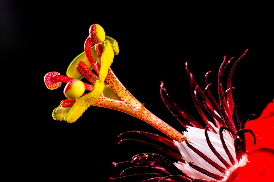 fabulous Passion Flower on black background