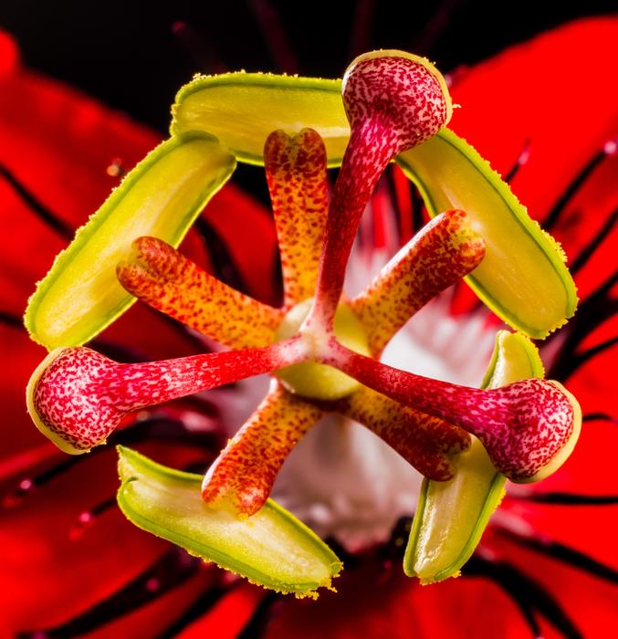 impressively beautiful Passion Flower