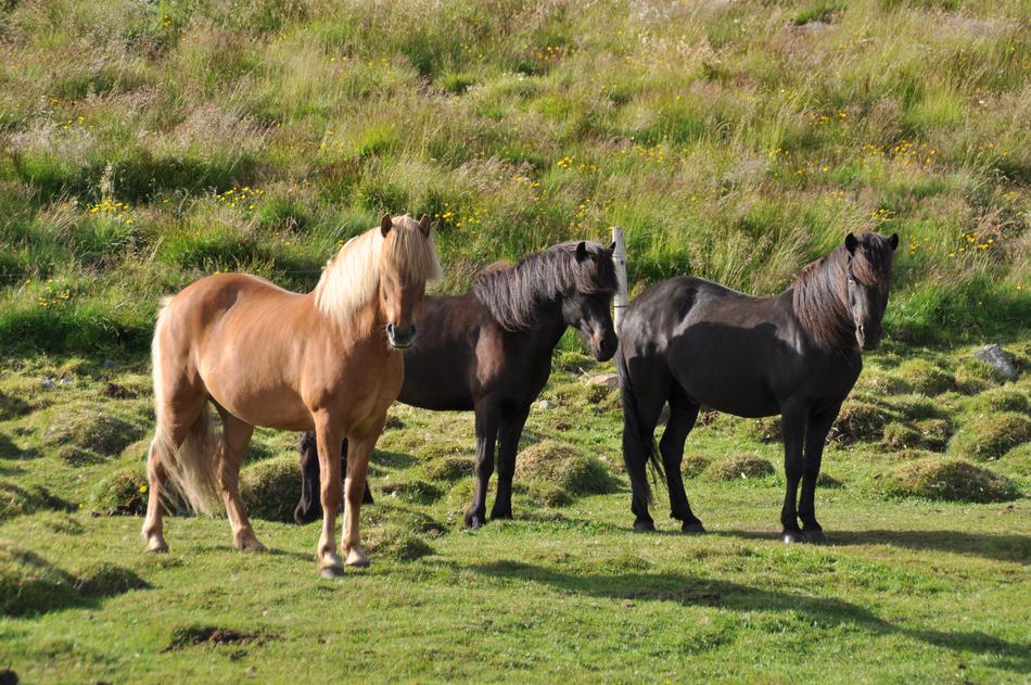 Iceland Pony Icelanders