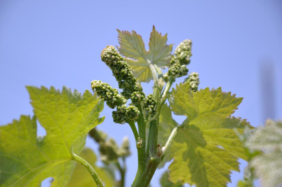 Vineyards New Shoots Japan