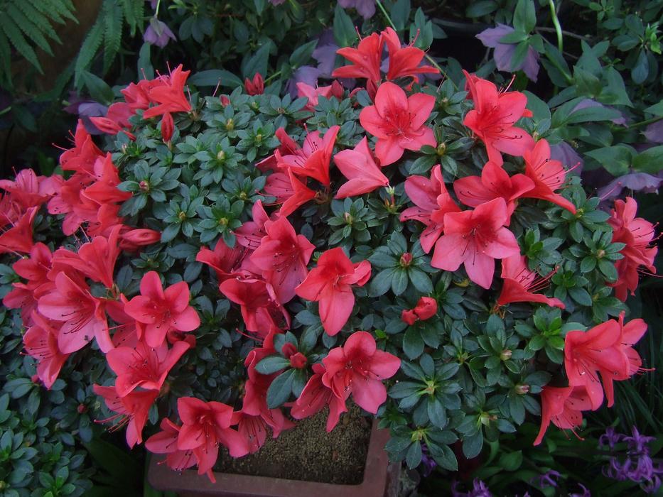 absolutely beautiful Azalea Flowers
