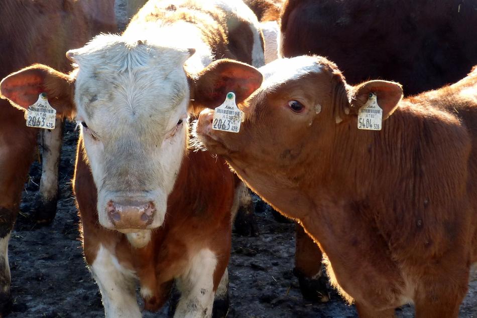 Calf Beef Simmental Cattle