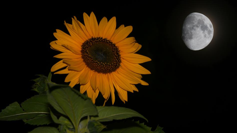 Sunflower Night Moon