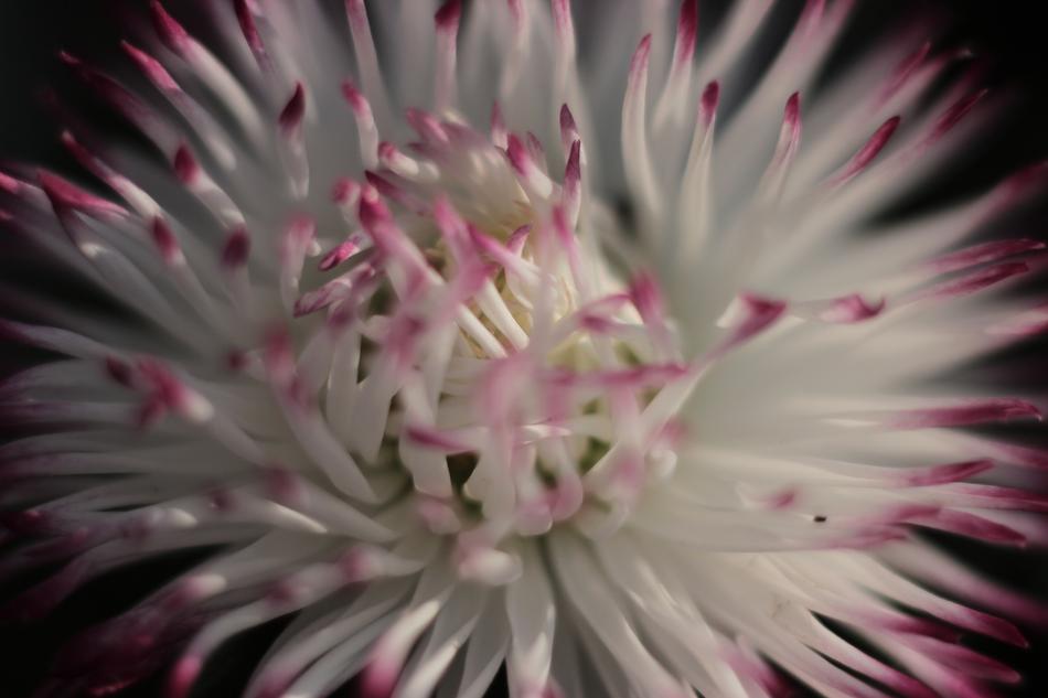 impressively beautiful Bloom White pink
