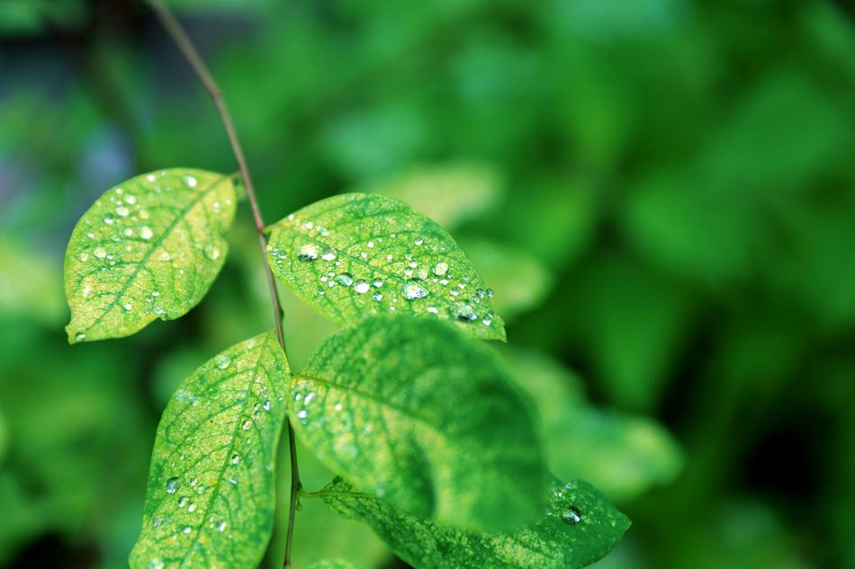 Green The