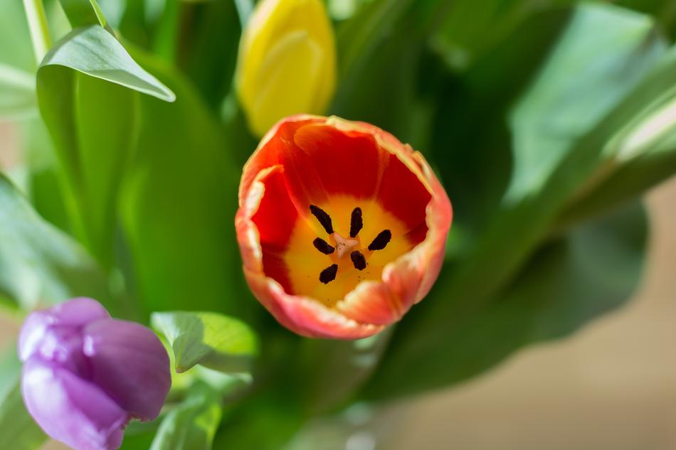 Tulips Government Bouquet