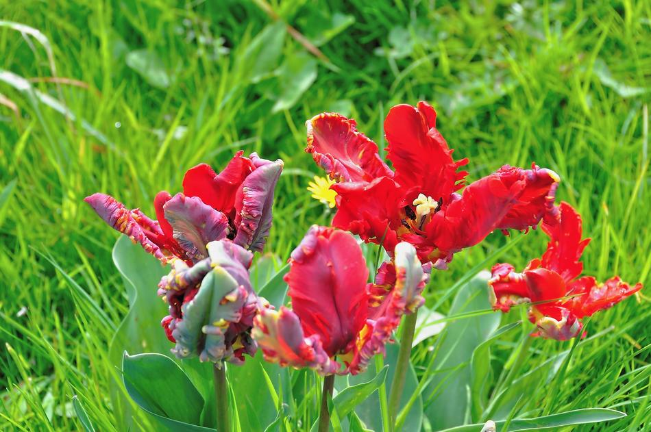 amazing Tulips Franzen
