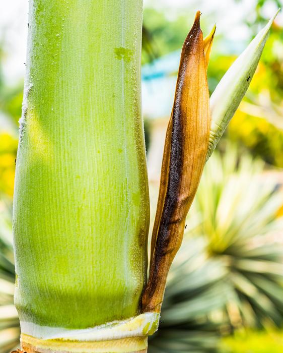 Palm Blossom Green