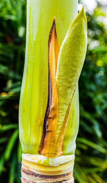 Palm Blossom Green