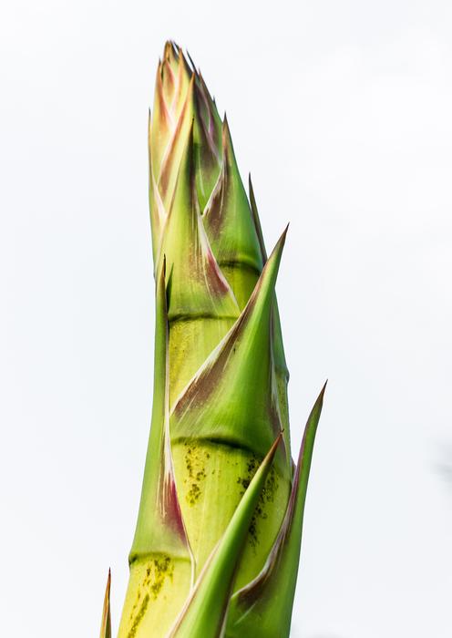 Agave Root Flower