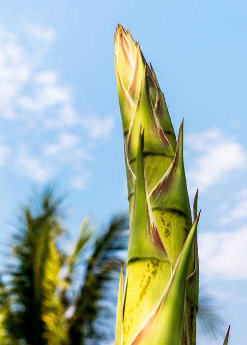 Agave Root Flower