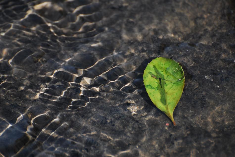 The Leaves Water
