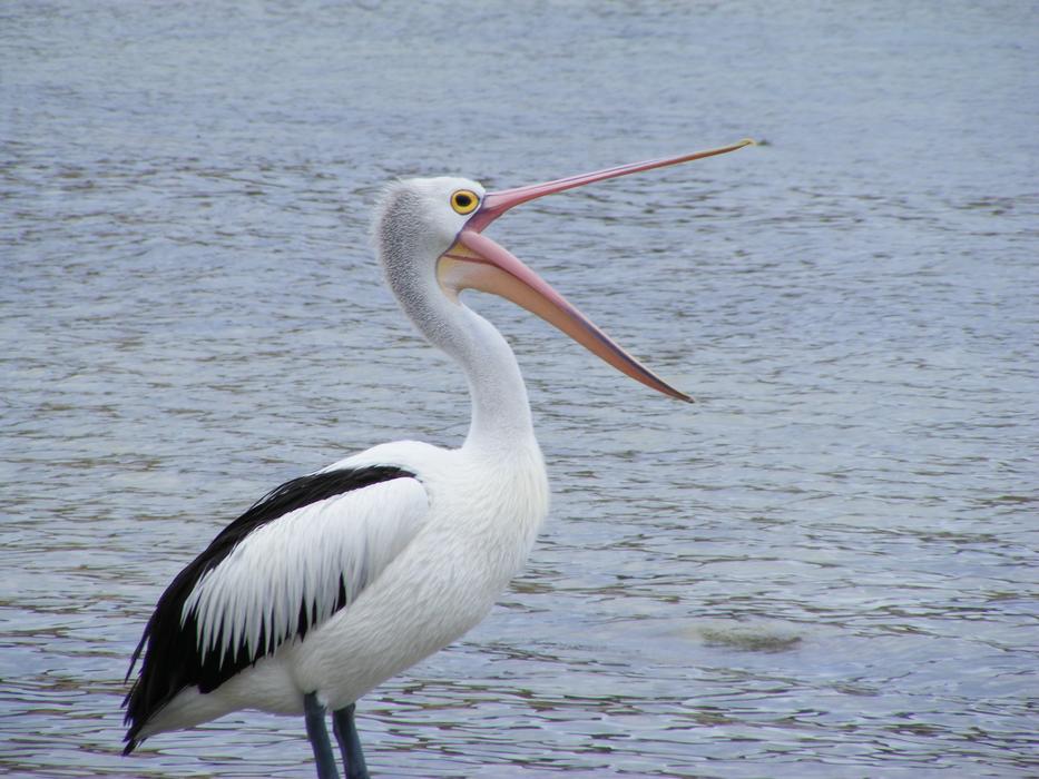 Pelikan with Big Mouth