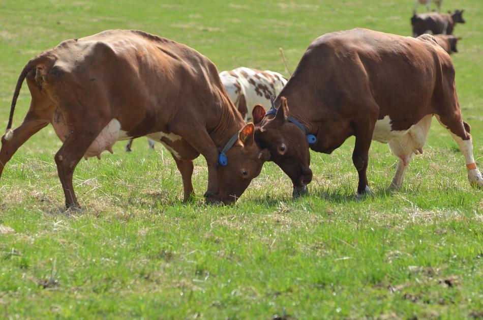 Cows Rod Our