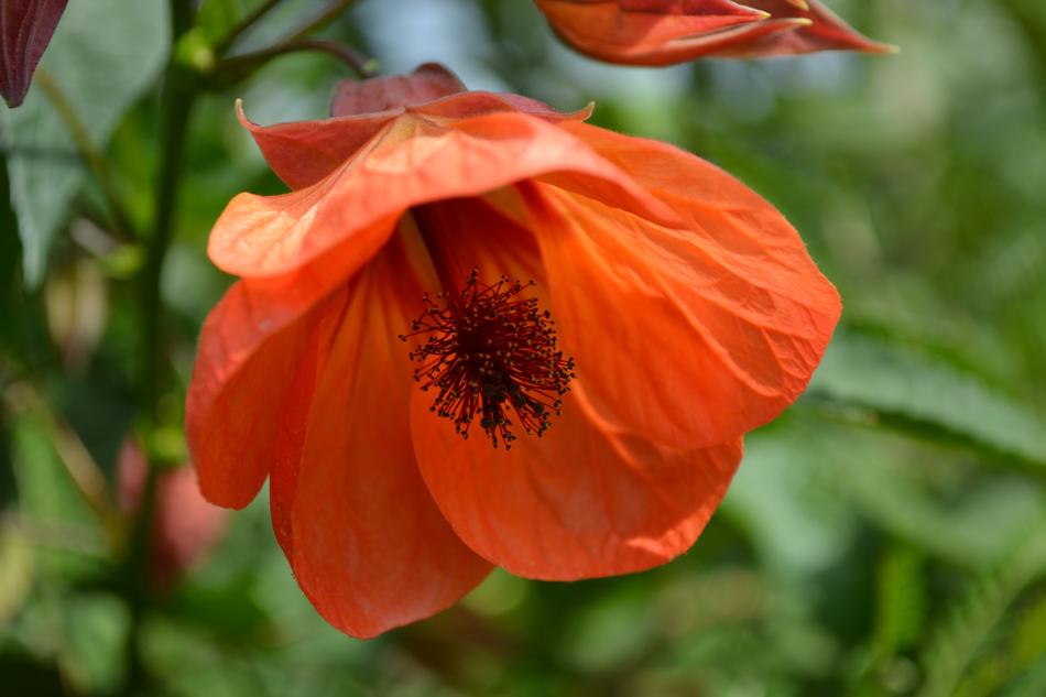 amazing Mallow Flower