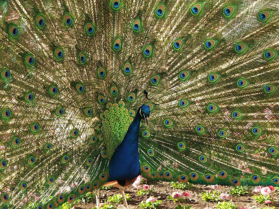 Peacock Pen Tom