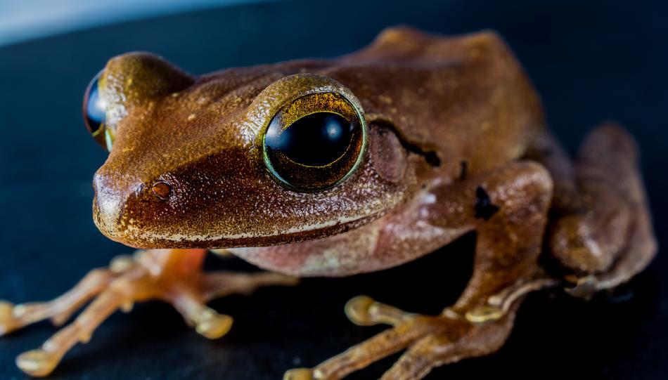 Tree Frog Anuran
