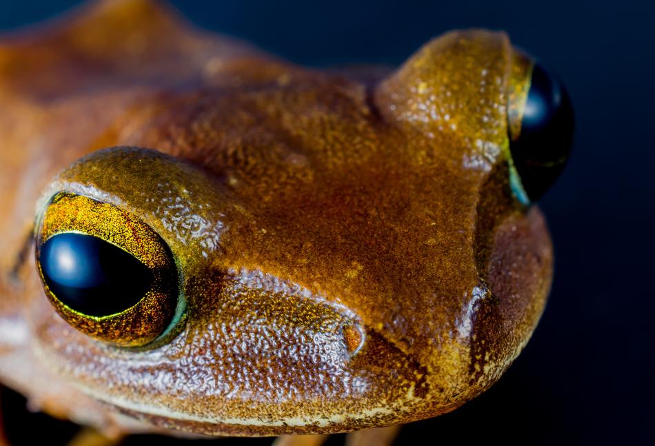 Tree Frog Anuran