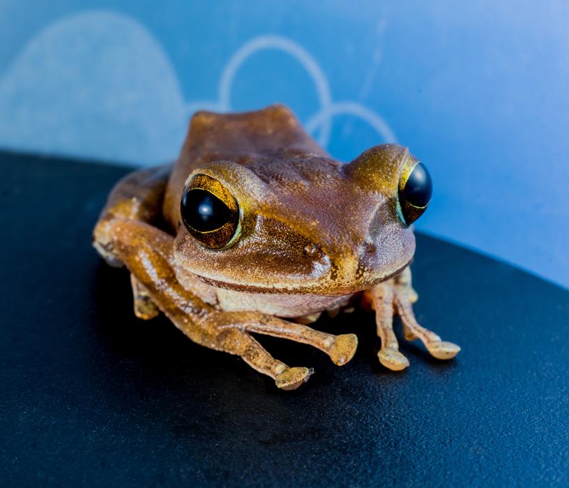 Tree Frog Anuran