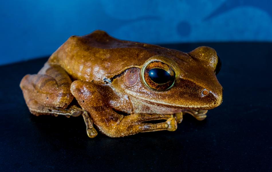 Tree Frog Anuran