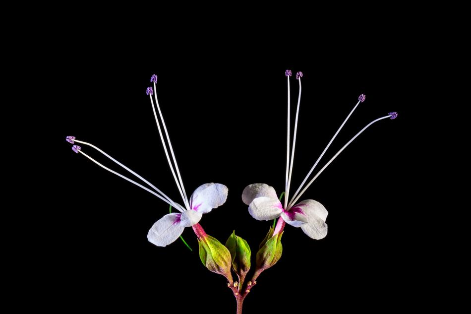 Wild Flower Blossoms at dark