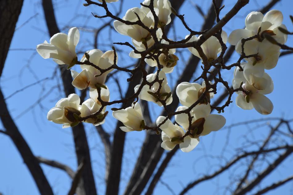 Magnolia Flowers White