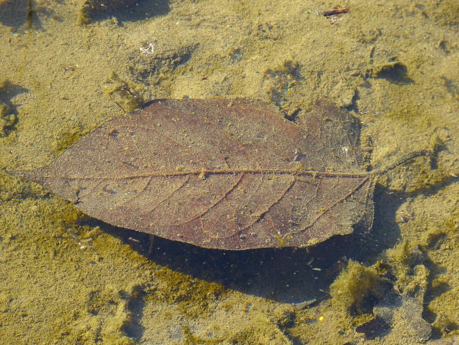 Leaf In The Water