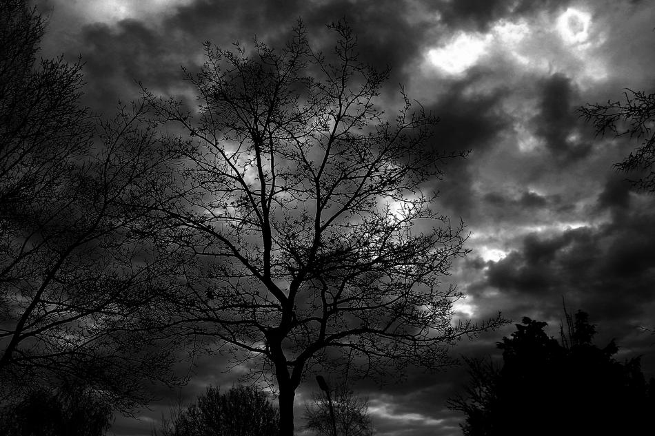 Black And White photo of Tree and Sky