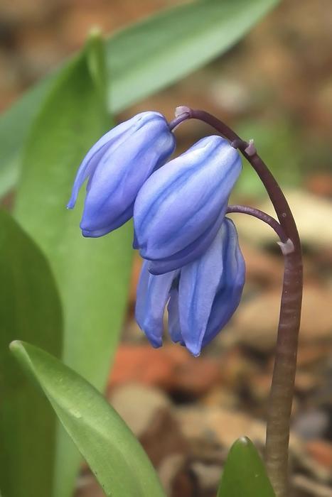 closed buds blue star