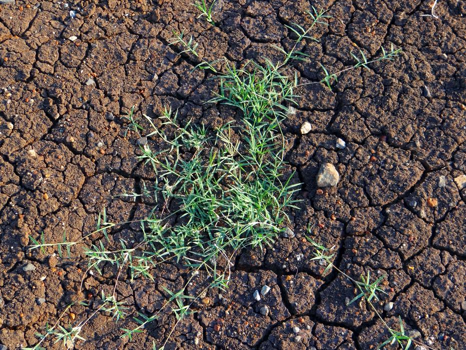Cynodon Dactylon Durva Grass Doob