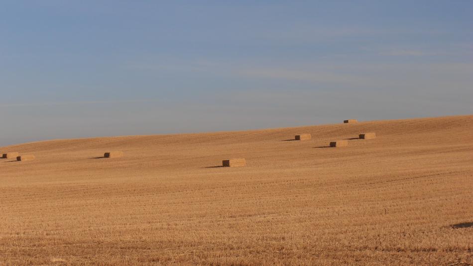 Spain Meseta Hay
