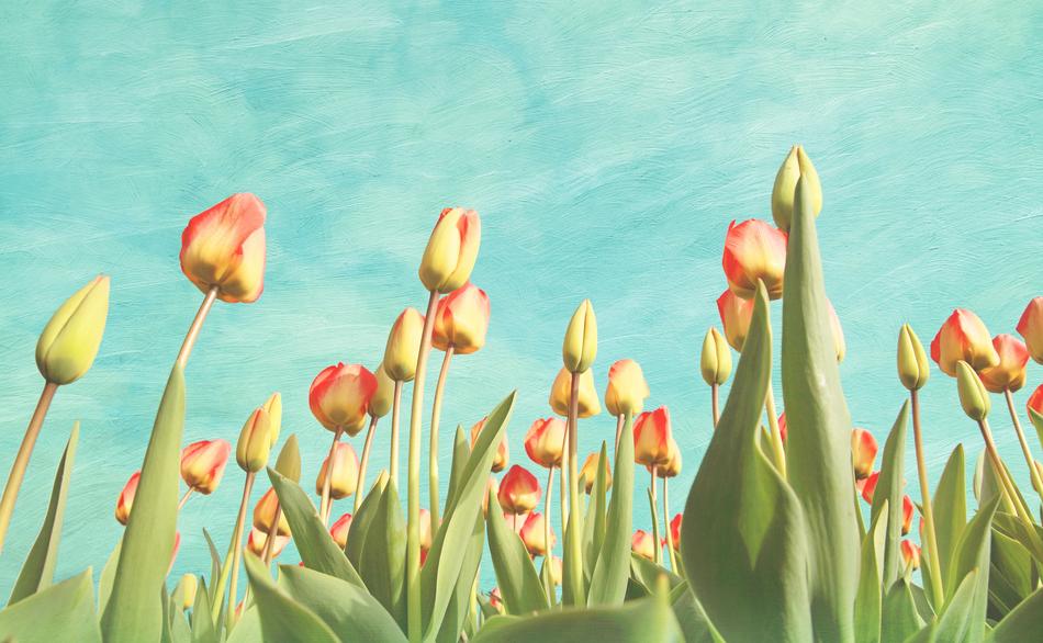 Tulips Flowers Spring
