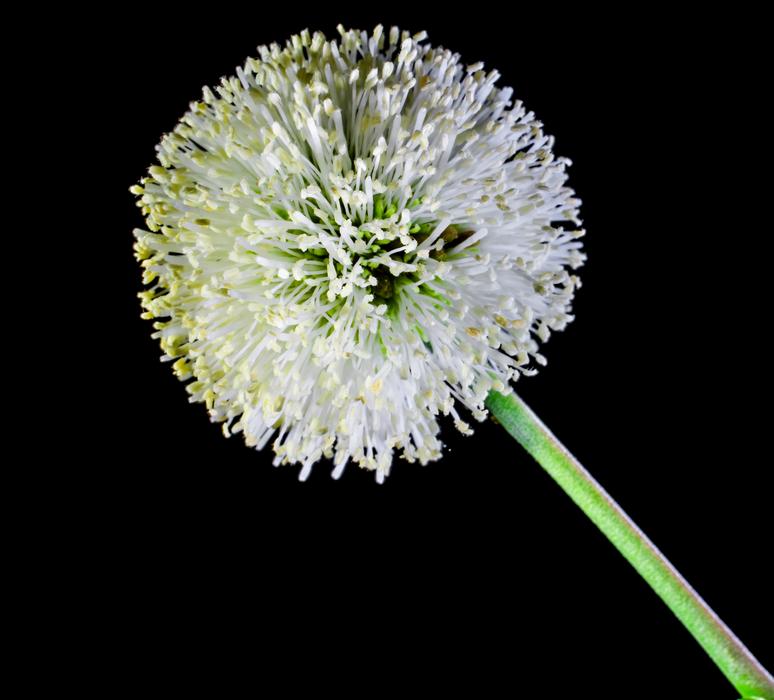 Small white ball shape Flower