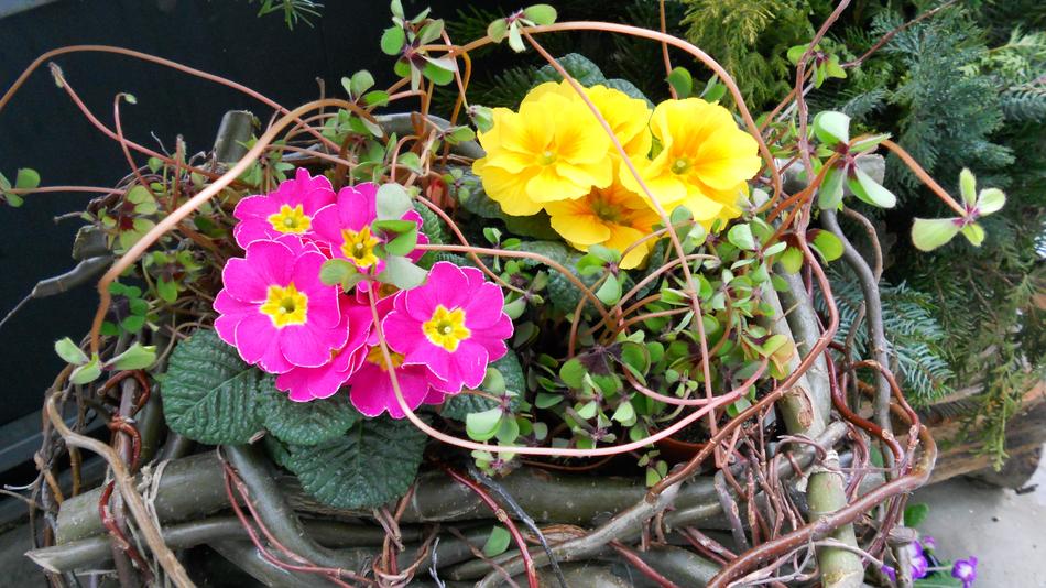 Lucky Clover Primrose