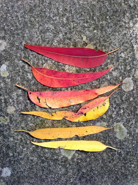 Gum Leaves Leaf