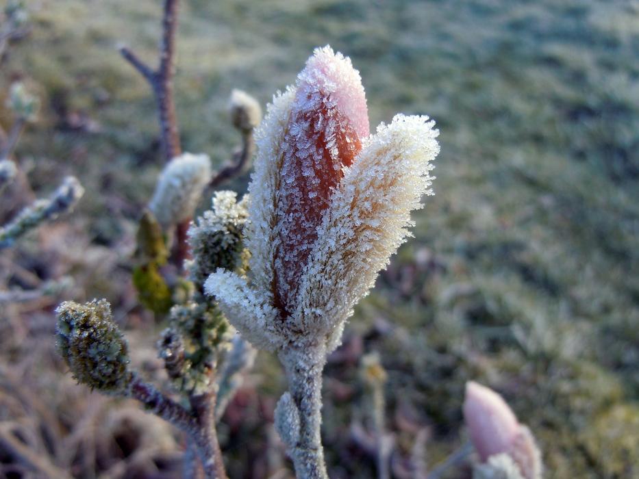 Magnolia Hoarfrost Bud
