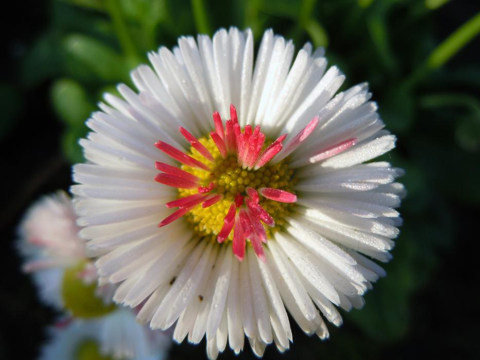 Close-up of the beautiful, blooming, white, yellow and red daisies