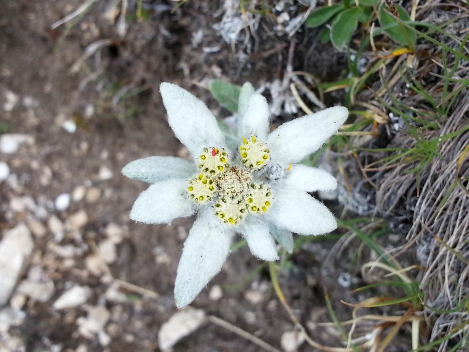 Close-up of the beautiful, white and yellow Edelwiess flower, on the Dolomites, Italy