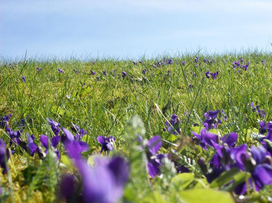 Flower Meadow Flowers